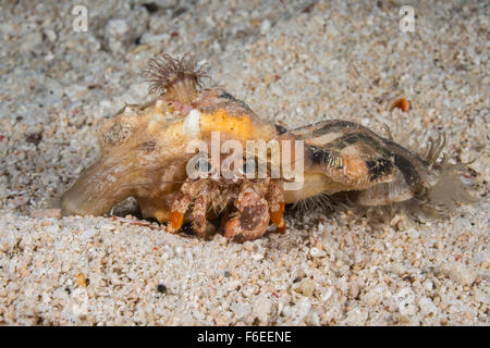 Anemonen Einsiedlerkrebs, Dardanus Pedunculatus, Waigeo, Raja Ampat, Indonesien Stockfoto