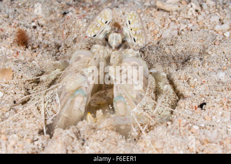 Fangschreckenkrebse, durchbohren Lysiosquillina Maculata, Waigeo, Raja Ampat, Indonesien Stockfoto