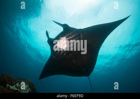 Black Mantarochen, Manta Birostris, Waigeo, Raja Ampat, Indonesien Stockfoto