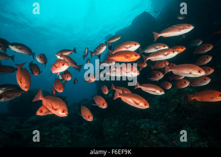 Fischschwarm von schlanken Pinjalo Pinjalo Lewisi, Waigeo, Raja Ampat, Indonesien Stockfoto