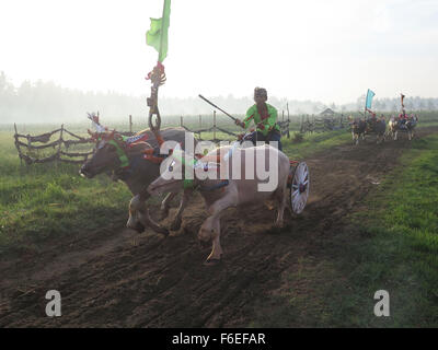 Jembrana, Bali, Indonesien. 15. November 2015. BALI, Indonesien - NOVEMBER 15: Jockey halten Härte für Kontrolle Buffalo Makepung Buffalo Rennen am Jembrana am 15. November 2015 in Bali, Indonesien. Makepung ergibt sich aus dem Grundwort Kepung, Bedeutung "˜chase", ähnlich wie der Ausdruck '' ˜steeplechase ". Makepung ist eines der einzigartigen Traditionen ergab sich aus der agrarischen Lebens-Szene der Insel und ist ein allgemein gefällt mir Ereignis in der Regentschaft von Jembrana, West-Bali. © Sijori Bilder/ZUMA Draht/Alamy Live-Nachrichten Stockfoto