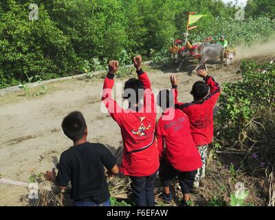 Jembrana, Bali, Indonesien. 15. November 2015. BALI, Indonesien - NOVEMBER 15: Jockey halten Härte für Kontrolle Buffalo Makepung Buffalo Rennen am Jembrana am 15. November 2015 in Bali, Indonesien. Makepung ergibt sich aus dem Grundwort Kepung, Bedeutung "˜chase", ähnlich wie der Ausdruck '' ˜steeplechase ". Makepung ist eines der einzigartigen Traditionen ergab sich aus der agrarischen Lebens-Szene der Insel und ist ein allgemein gefällt mir Ereignis in der Regentschaft von Jembrana, West-Bali. © Sijori Bilder/ZUMA Draht/Alamy Live-Nachrichten Stockfoto