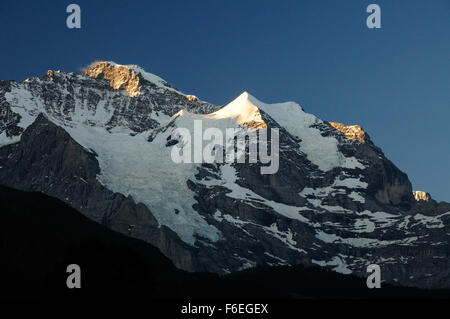 Am frühen Morgen Sonnenschein auf die Jungfrau (4158m), von Wengen gesehen. Stockfoto