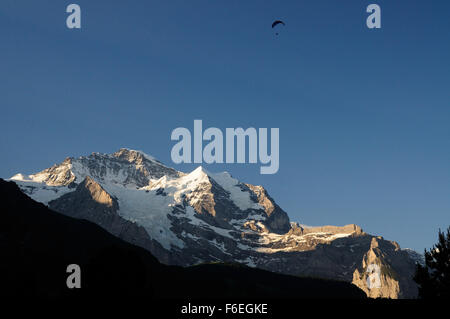 Am frühen Morgen Sonnenschein auf die Jungfrau (4158m), von Wengen gesehen. Stockfoto