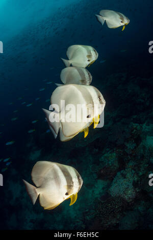 Fischschwarm von Longfin Fledermausfischen, Platax Teira, Waigeo, Raja Ampat, Indonesien Stockfoto