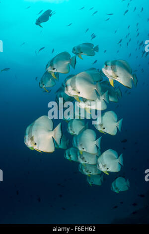 Fischschwarm von Longfin Fledermausfischen, Platax Teira, Waigeo, Raja Ampat, Indonesien Stockfoto