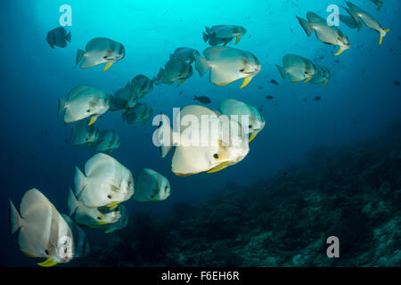 Fischschwarm von Longfin Fledermausfischen, Platax Teira, Waigeo, Raja Ampat, Indonesien Stockfoto