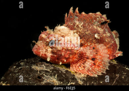 Kleiner roter Drachenkopf, Scorpaena Notata, Piran, Slowenien Stockfoto