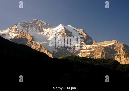 Am frühen Morgen Sonnenschein auf die Jungfrau (4158m), von Wengen gesehen. Stockfoto