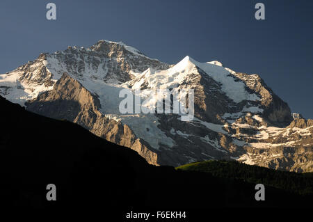 Am frühen Morgen Sonnenschein auf die Jungfrau (4158m), von Wengen gesehen. Stockfoto