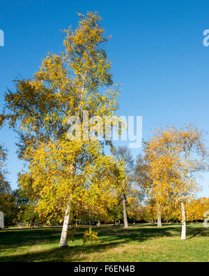 Silber-Birken in den Kensington Gardens im Herbst Stockfoto