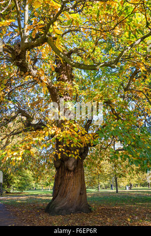 Herbst Edelkastanie in den Kensington Gardens Stockfoto