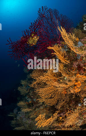 Mittelmeer Gorgonien und gelben Gorgonien, Paramuricea Clavata, Eunicella Cavolini, Korcula, Kroatien Stockfoto