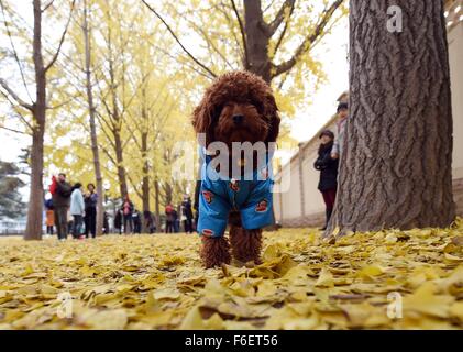 Peking, China. 17. November 2015. Ein Hund ist unter Ginkgo-Bäume auf einer Straße nahe Diaoyutai State Guesthouse in Peking, China, 17. November 2015 gesehen. Bildnachweis: Chen Yehua/Xinhua/Alamy Live-Nachrichten Stockfoto