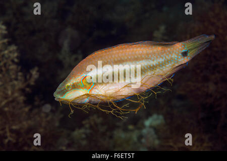 Ocellated Lippfische Nestbau, Symphodus Ocellatus, Piran, Slowenien Stockfoto