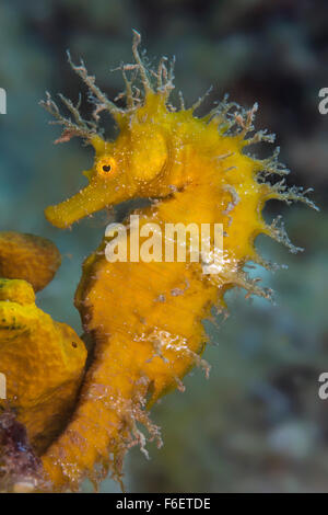 Lang-snouted Seepferdchen, Hippocampus Ramulosus, Istrien, Kroatien Stockfoto