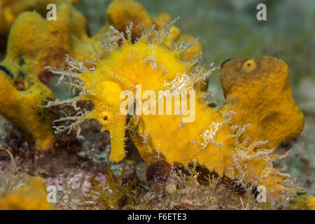 Lang-snouted Seepferdchen, Hippocampus Ramulosus, Istrien, Kroatien Stockfoto