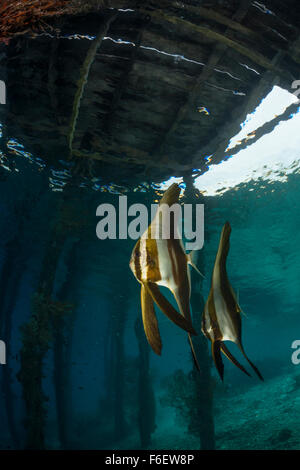 Juvenile Longfin Fledermausfischen unter Jetty, Platax Teira, Raja Ampat, Indonesien Stockfoto