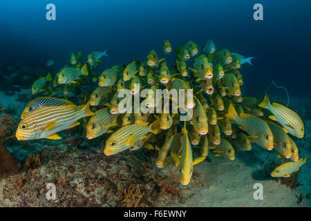 Schwarm von Ribbon Süßlippen, Plectorhinchus Polytaenia, Raja Ampat, Indonesien Stockfoto