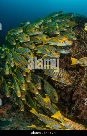 Schwarm von Ribbon Süßlippen, Plectorhinchus Polytaenia, Raja Ampat, Indonesien Stockfoto