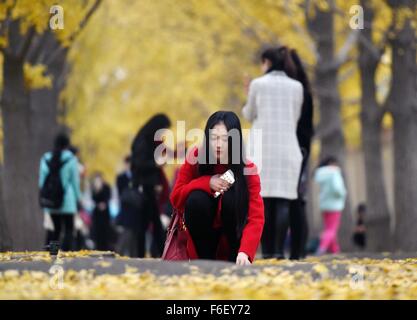 Peking, China. 17. November 2015. Ein Tourist nimmt Blätter unter Ginkgo-Bäume auf einer Straße nahe Diaoyutai State Guesthouse in Peking, China, 17. November 2015. Bildnachweis: Chen Yehua/Xinhua/Alamy Live-Nachrichten Stockfoto