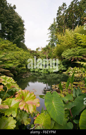 Farne und Pflanzen rund um einen Teich im tropischen Dschungel Garten an die verlorenen Gärten von Heligan Cornwall England UK Stockfoto