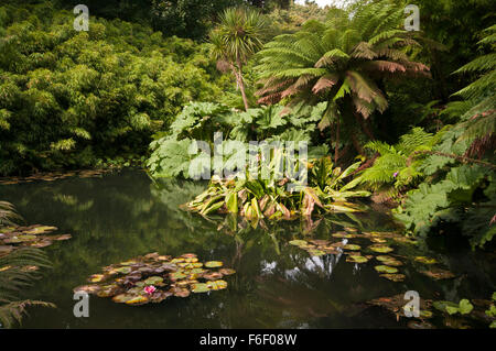 Farne und Pflanzen rund um einen Teich im tropischen Dschungel Garten an die verlorenen Gärten von Heligan Cornwall England UK Stockfoto