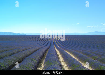 Blume, Lavendel duftenden Felder in endlosen Reihen. Plateau von Valensole, Provence, Frankreich. Stockfoto