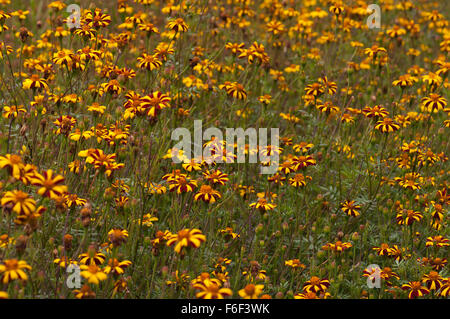 Gelb und lila groß Scotch Preis französische Ringelblumen. Engen Bereich Tiefenschärfe auf mittleren Blumen Stockfoto