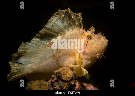 Leaf Drachenköpfe, Taenianotus Triacanthus, Ambon, Indonesien Stockfoto