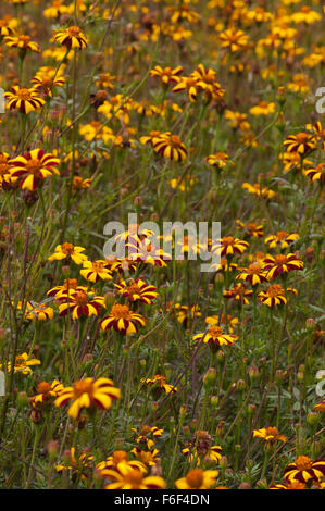 Gelb und lila groß Scotch Preis französische Ringelblumen. Engen Bereich Tiefenschärfe auf mittleren Blumen Stockfoto