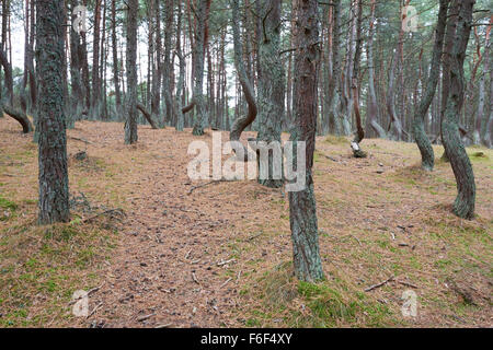 Die Kurische Nehrung, Wald tanzen. Kaliningrader Gebiet Stockfoto