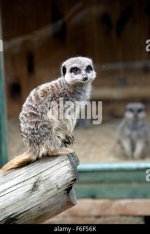 Die Erdmännchen oder Suricate (Suricata Suricatta) ist eine kleine Carnivoran aus der Familie der Mangusten (Herpestidae). Stockfoto