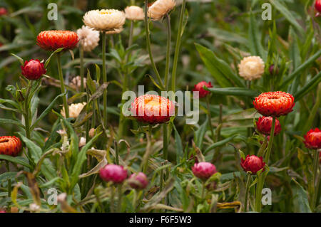 Helichrysum Bracteatum Monstrosum Stockfoto