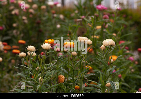 Helichrysum Bracteatum Monstrosum Stockfoto