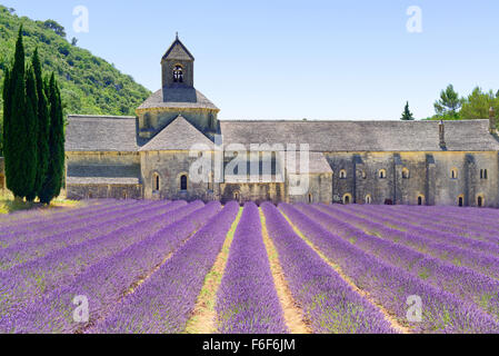 Abtei von Senanque und blühenden Zeilen Lavendel Blumen. Gordes, Luberon, Vaucluse, Provence, Frankreich, Europa. Stockfoto