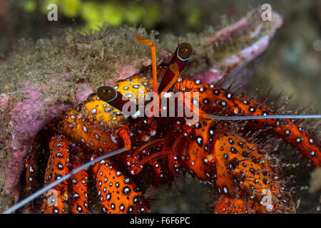 Weiß gefleckten Einsiedlerkrebs, Dardanus Megistos, Ambon, Indonesien Stockfoto