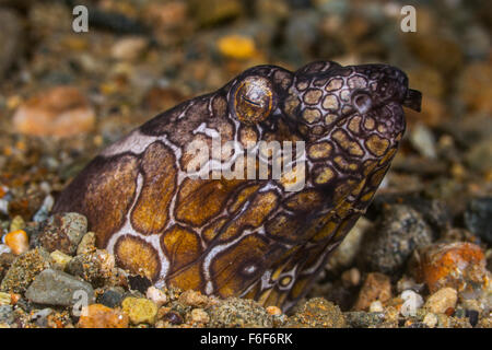 Napoleon-Schlangenaal, Ophichthus Bonaparti, Ambon, Indonesien Stockfoto