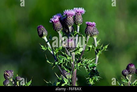 Distel wachsen wild in Schottland Stockfoto