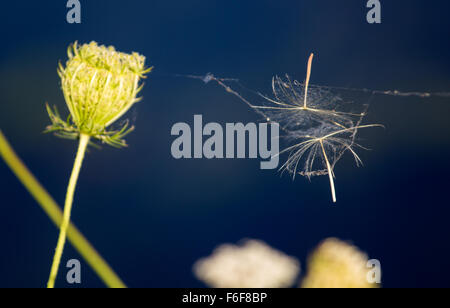 Samenkorn-Köpfe in Spinnen-Netz gefangen Stockfoto