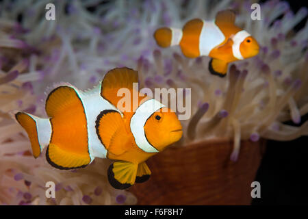 Clown Anemonenfischen Amphiprion Ocellaris, Flores, Indonesien Stockfoto