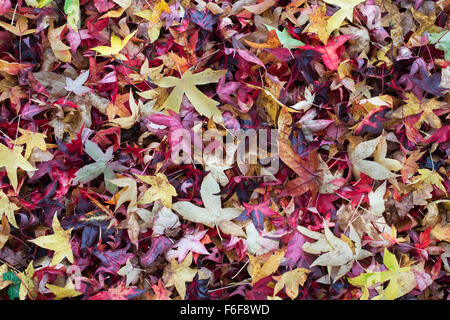 Liquidambar Styraciflua Corky. Amberbaum Baum Blätter im Herbst auf dem Boden Stockfoto