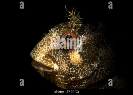 Tompot Blenny, Parablennius Gattorugine, Piran, Slowenien Stockfoto