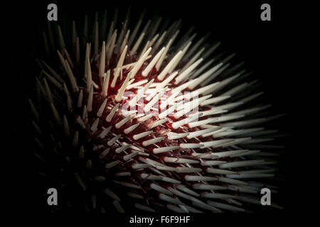 Mediterranean Sea Urchin, Sphaerechinus Granularis, Piran, Slowenien Stockfoto