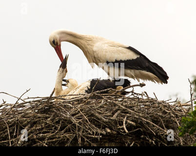 Storch mit seinen jungen im Nest füttern Stockfoto