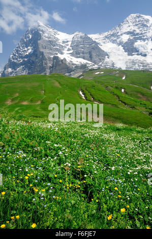 Alpinen Wiese unterhalb der Eiger und Monch, mit der Route der Jungfraubahnen Bahn sichtbar am Fuße der Berge. Stockfoto