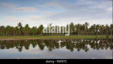 Kokospalmen, spiegelt sich in den See Stockfoto