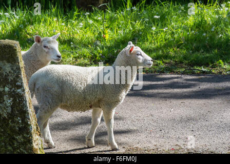 Zwei Lämmer am Straßenrand in einer Parklandschaft Gower Wales Stockfoto