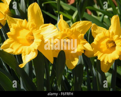 Drei Narzissen im Frühjahr Sonnenschein, Stockfoto