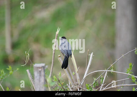 Graue Catbird (Dumetella Carolinensis) singen auf Frühling Hochsitz im Wald Stockfoto